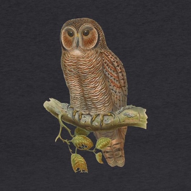 Lonely Owl Realistic Drawing by PatrioTEEism